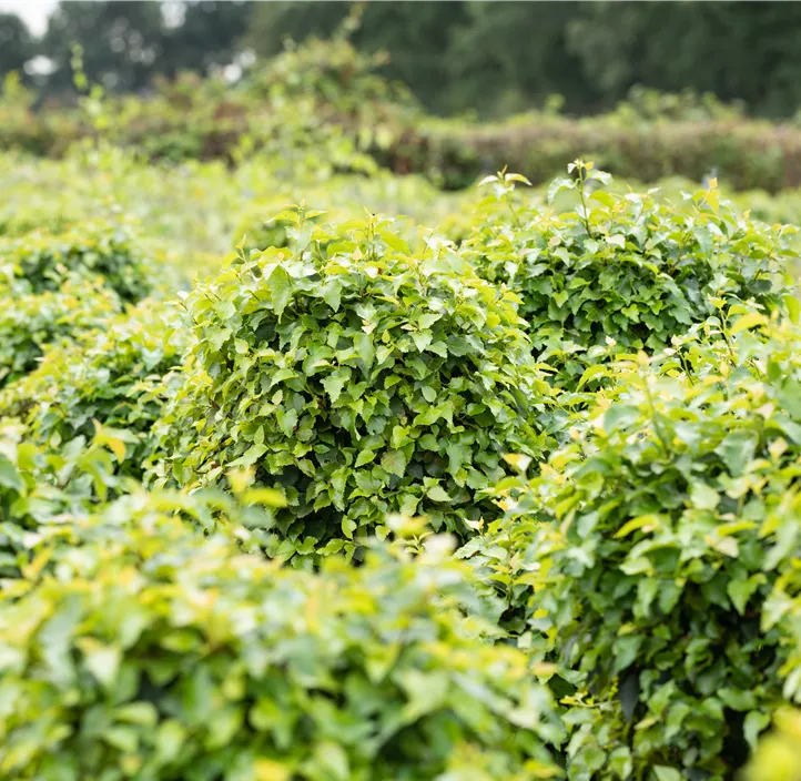 Lollypopbirke 'Magical Globe'