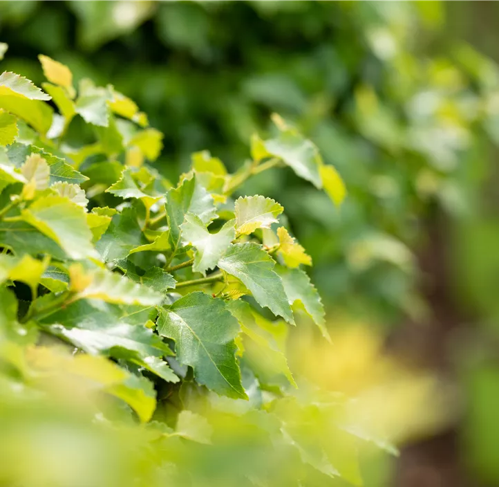 Lollypopbirke 'Magical Globe'