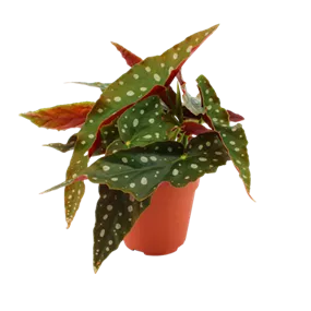 Begonia maculata 'Cracklin Rosie' Grande