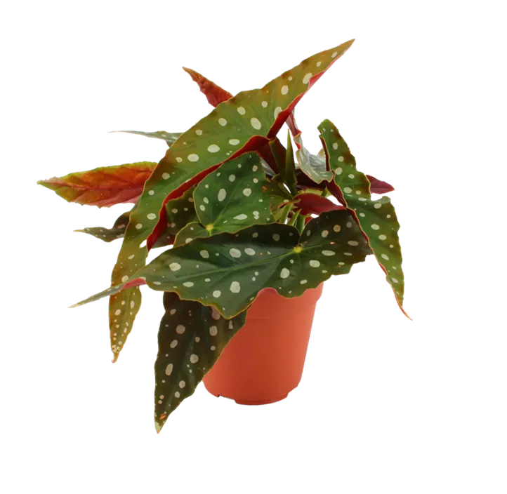 Forellenbegonie 'Cracklin Rosie'