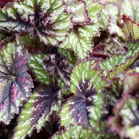 Begonia Rex Ampel