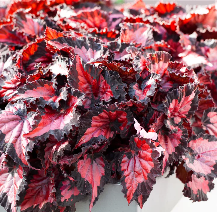 Blattbegonie 'Inca Night'