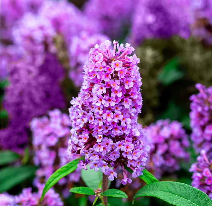 Sommerflieder 'Butterfly Candy® Trio'