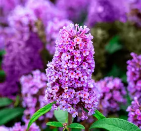 Buddleja Butterfly Candy Trio Topf