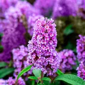 Buddleja Butterfly Candy Trio Topf