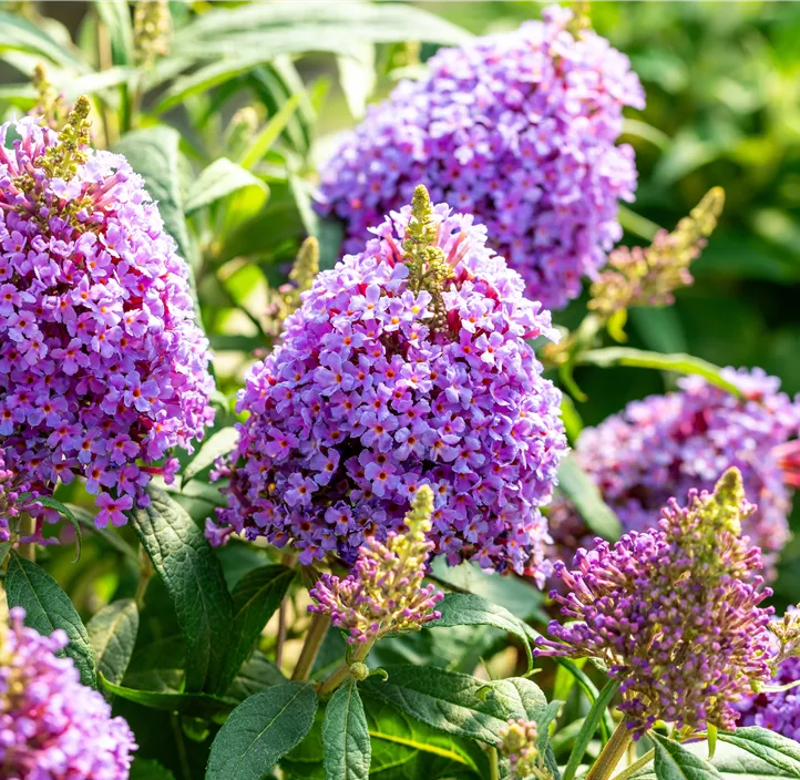 Sommerflieder 'Butterfly Candy® Little Lila'