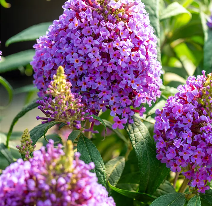 Sommerflieder 'Butterfly Candy® Little Lila'