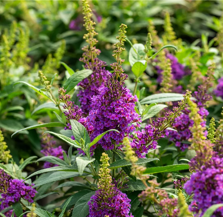 Sommerflieder 'Butterfly Candy® Little Lila'