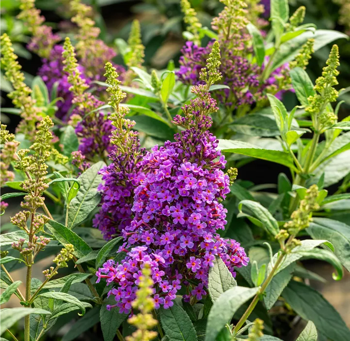 Sommerflieder 'Butterfly Candy® Little Lila'