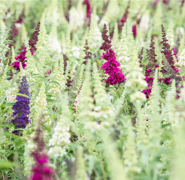 Schmetterlingsflieder 'Tricolor'
