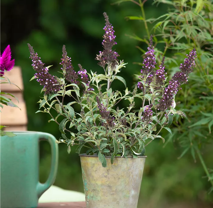 Zwergsommerflieder 'BUZZ™'