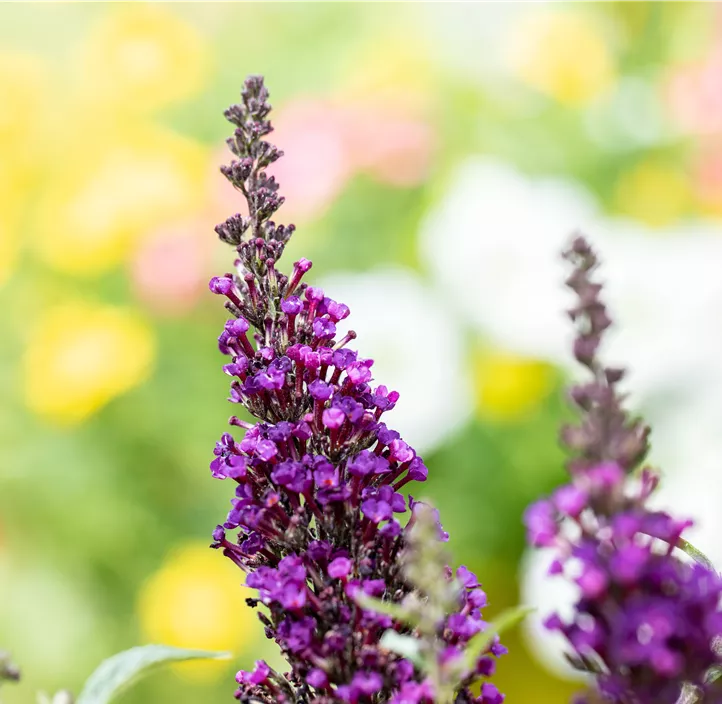 Zwergsommerflieder 'BUZZ™'