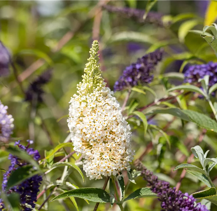 Zwergsommerflieder 'BUZZ™'