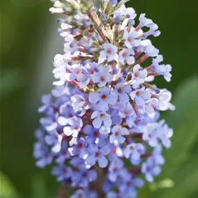 Buddleja Buzz Sorten
