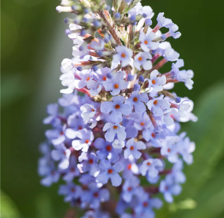 Zwergsommerflieder 'BUZZ™'