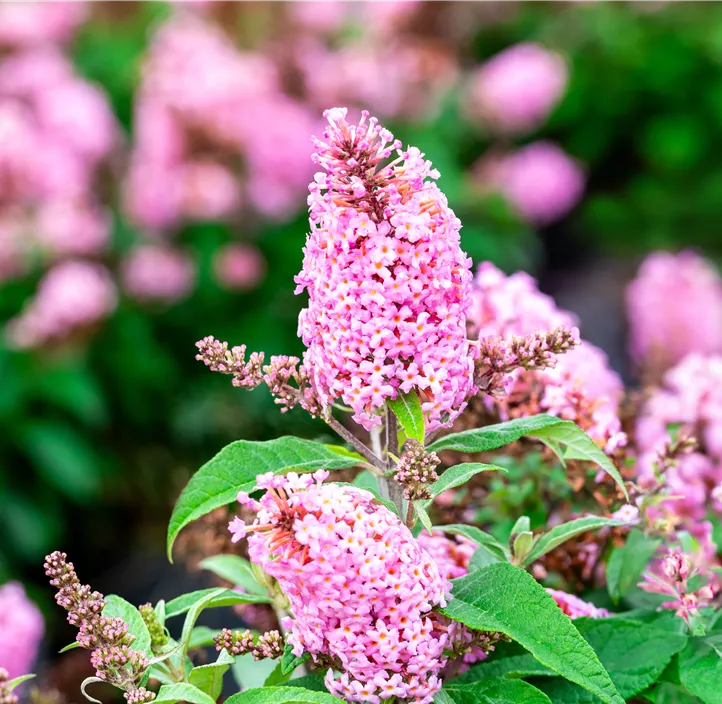 Sommerflieder 'Butterfly Candy® Trio'