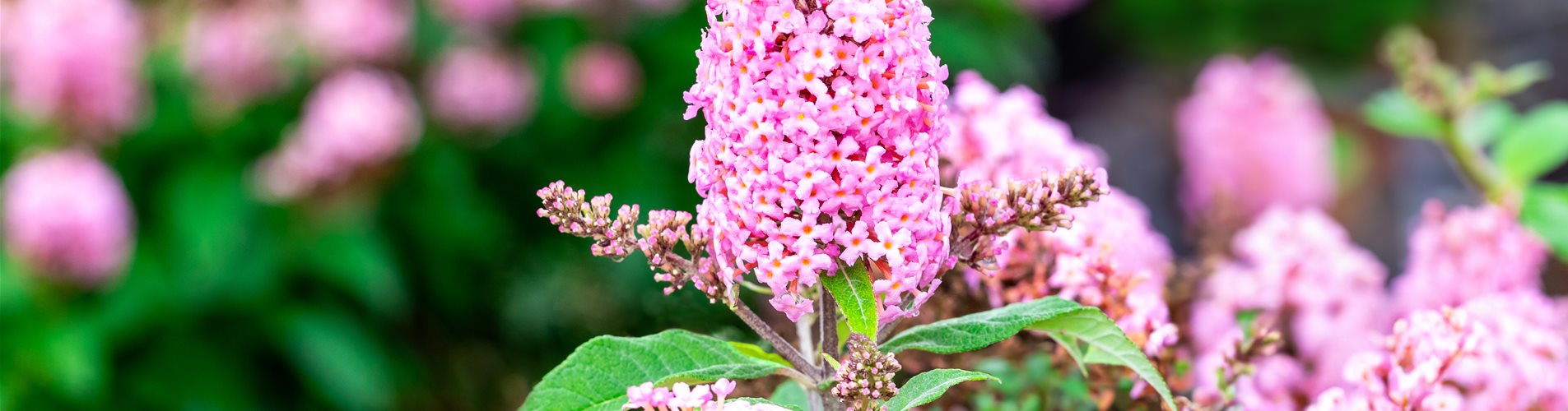Buddleja Butterfly Candy Little Pink Buddleja Butterfly Candy Little Pink