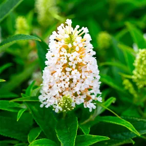 Buddleja davidii Butterfly Candy Trio