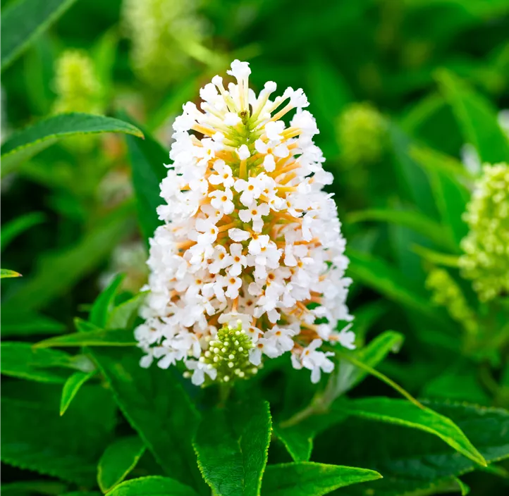 Sommerflieder 'Butterfly Candy® Trio'