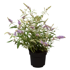 Buddleja davidii Buzz Trio