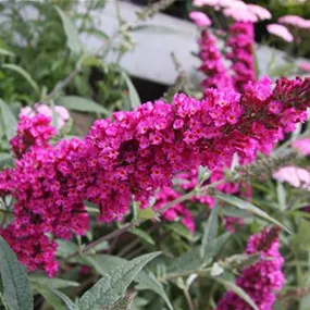 Buddleja davidii Funky Fuchsia