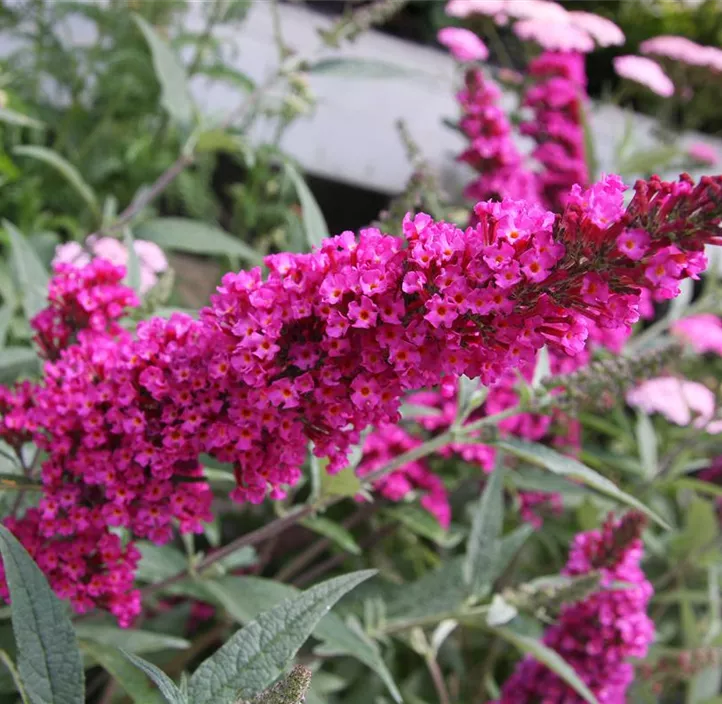 Sommerflieder 'Funky Fuchsia'®