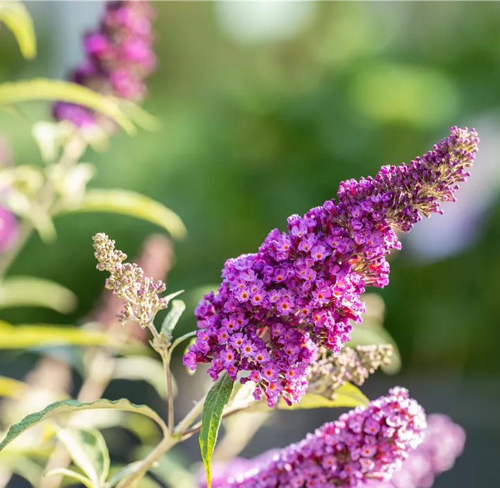 Sommerflieder Summer Kids & Teens® 