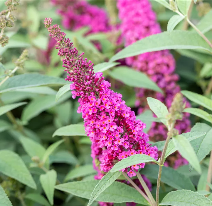 Sommerflieder Summer Kids & Teens® 