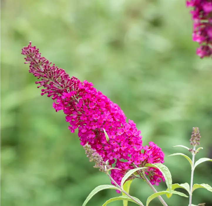 Sommerflieder Summer Kids & Teens® 