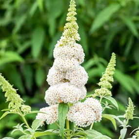 Buddleja Summer Kids & Teens ®