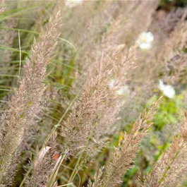 Calamagrostis brachytricha