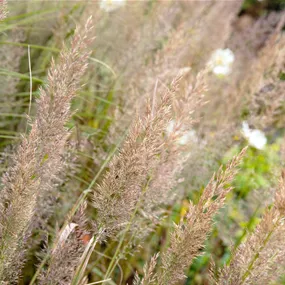 Calamagrostis brachytricha