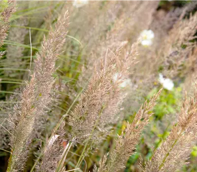 Calamagrostis brachytricha