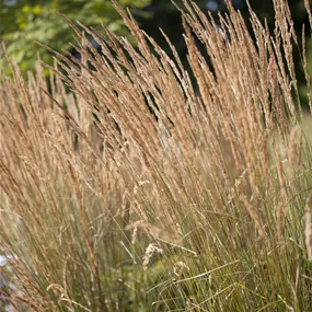 Calamagrostis x Karl Foester