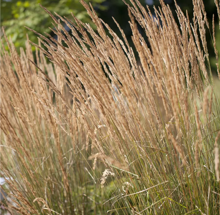 Garten-Reitgras 'Karl Foerster'