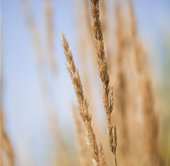Garten-Reitgras 'Karl Foerster'