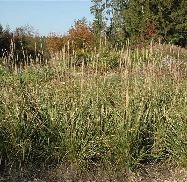 Garten-Reitgras 'Karl Foerster'