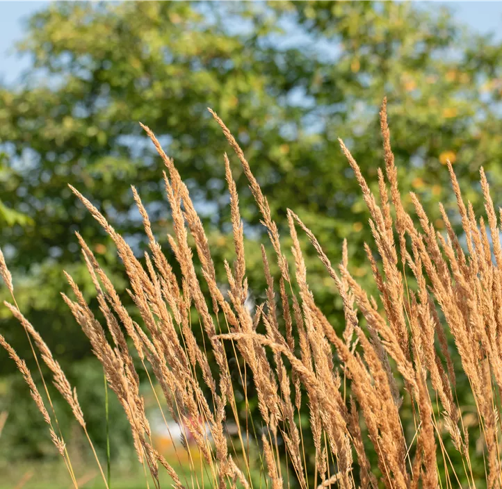 Garten-Reitgras 'Karl Foerster'