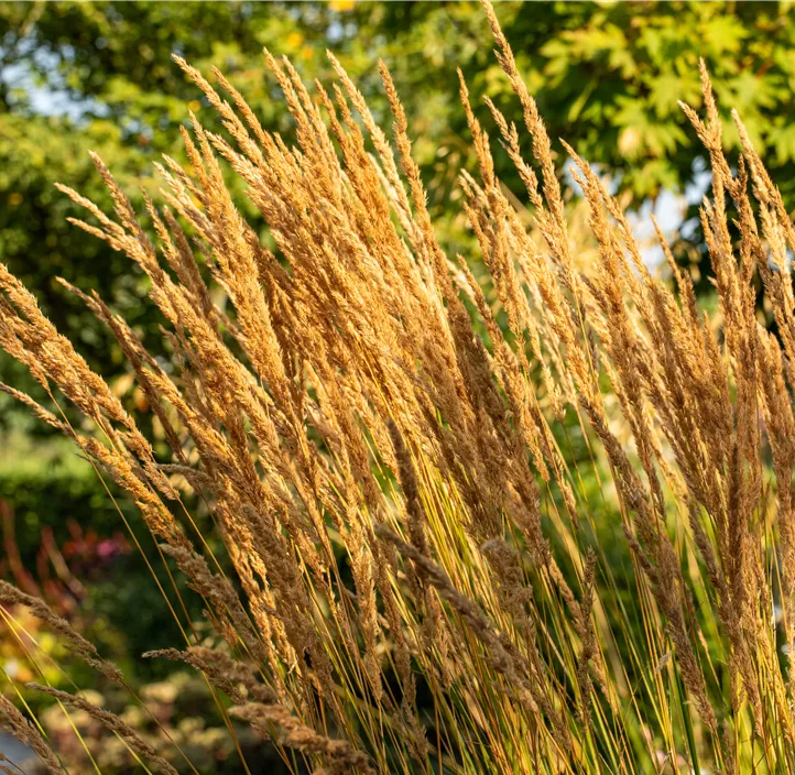 Garten-Reitgras 'Karl Foerster'