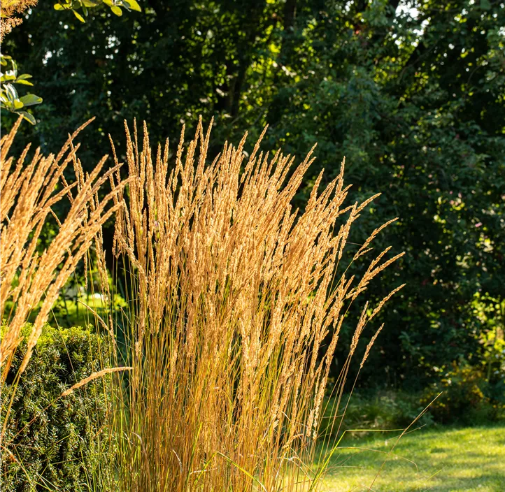 Garten-Reitgras 'Karl Foerster'