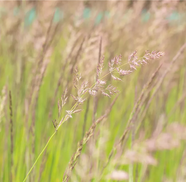 Garten-Reitgras 'Karl Foerster'