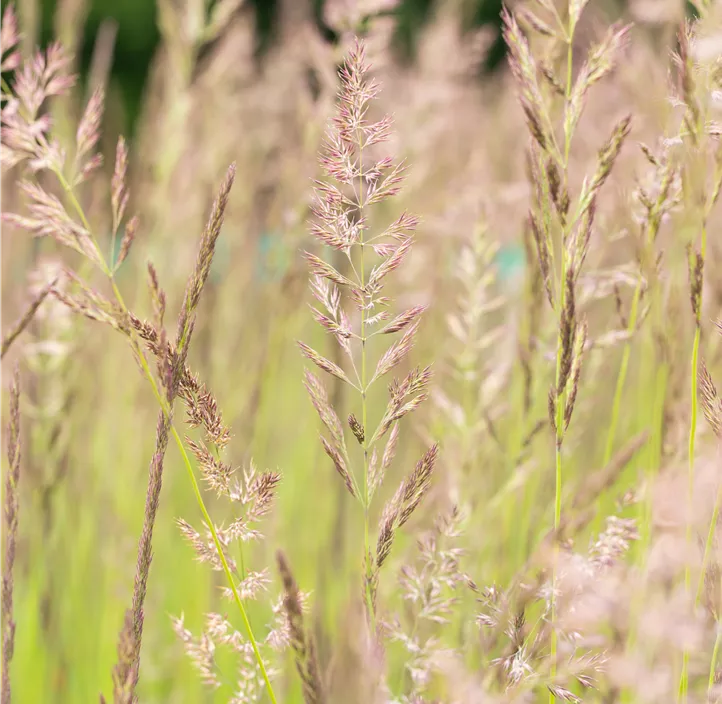 Garten-Reitgras 'Karl Foerster'