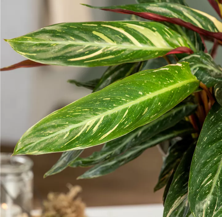 Korbmarante 'Magicstar'