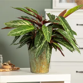 Calathea Magic Star