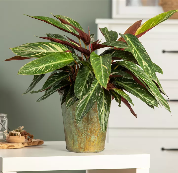 Korbmarante 'Magicstar'