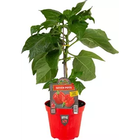 Capsicum annuum 7 Pots