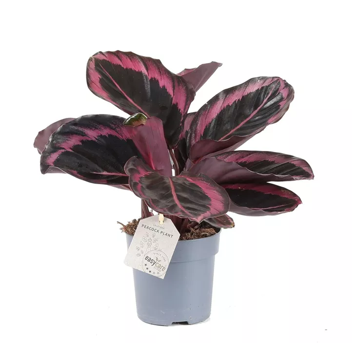 Korbmaranthe 'Jessy'