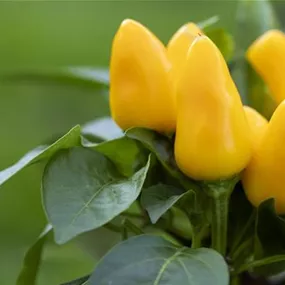 Capsicum annuum Mini Paprika gelb Radja