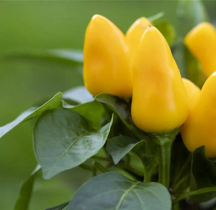 Mini Paprika 'Radja'