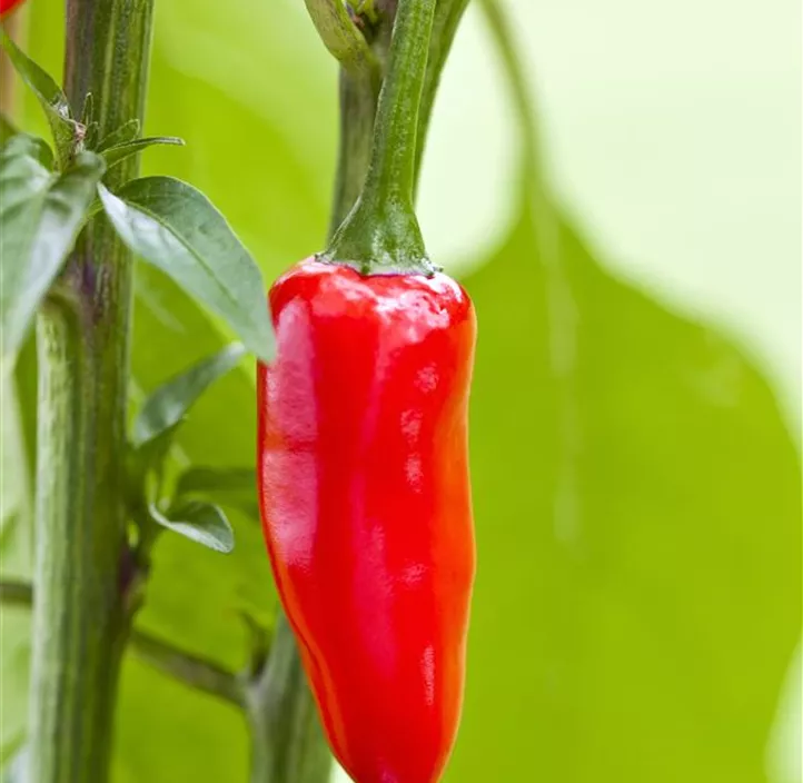 Paprika 'Mini Merino'